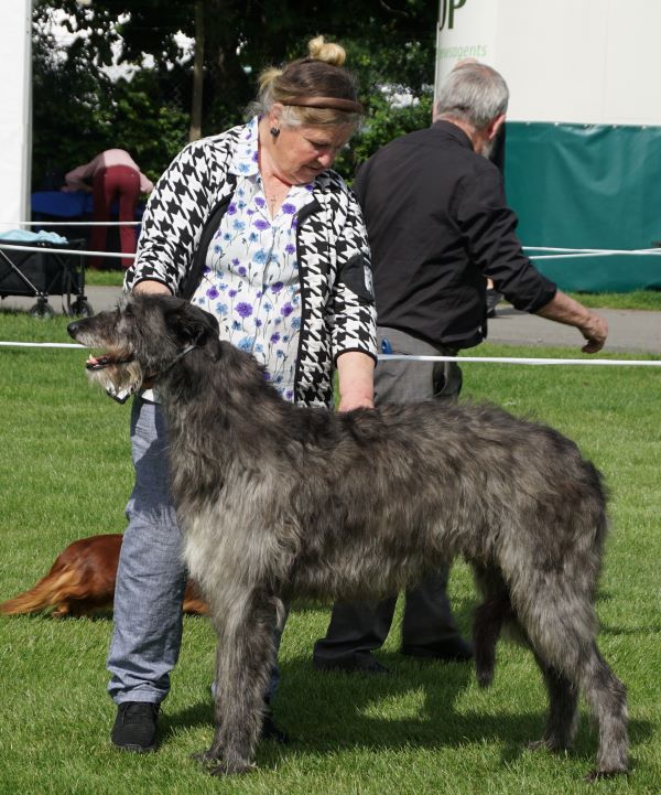 Kensteen Laird of Islay at Ballygrand